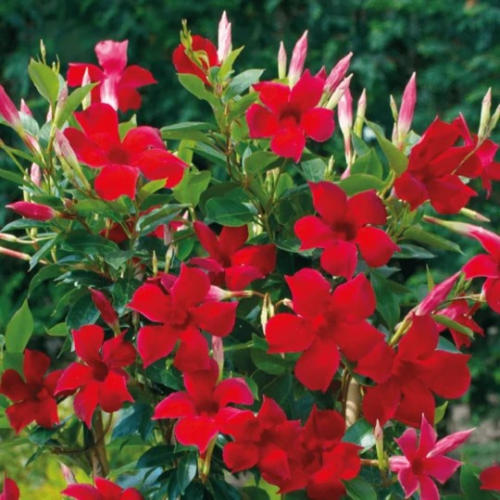 Mandevilla