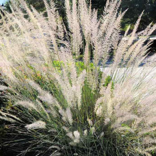 Big Muhly Grass