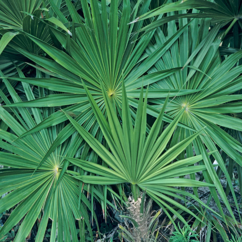 Dwarf Palmetto