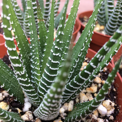 Haworthia