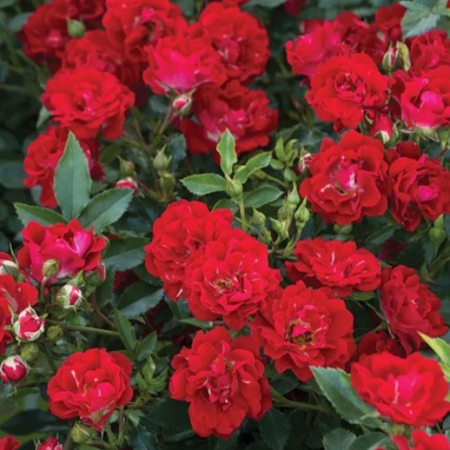 Red Drift Rose