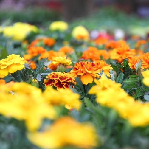 Marigolds