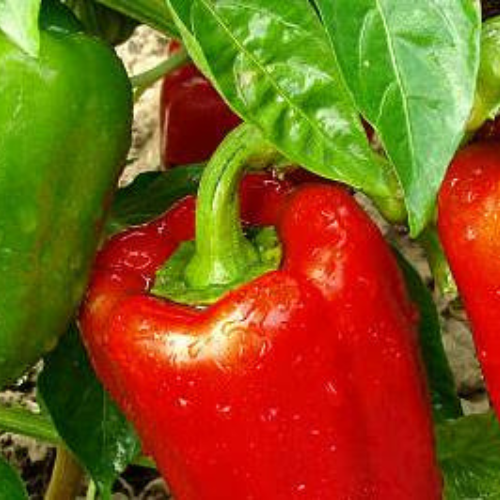Bell peppers