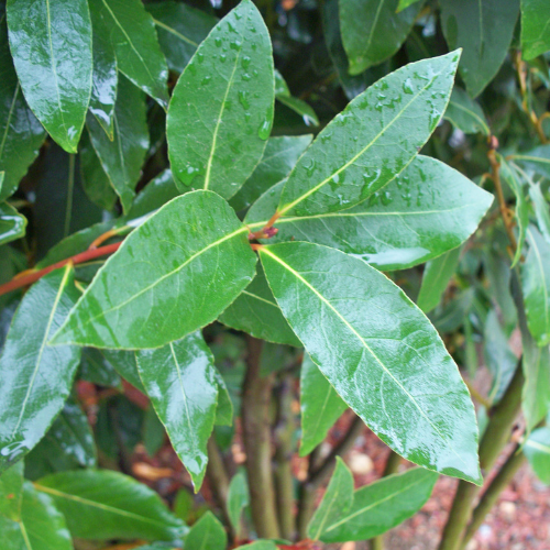 Bay Leaf