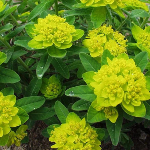 Euphorbia