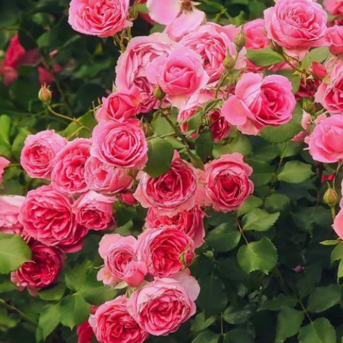 Double Pink-Knockout Rose