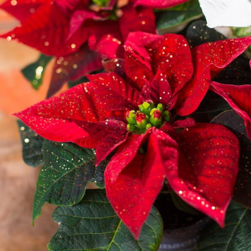 Poinsettias