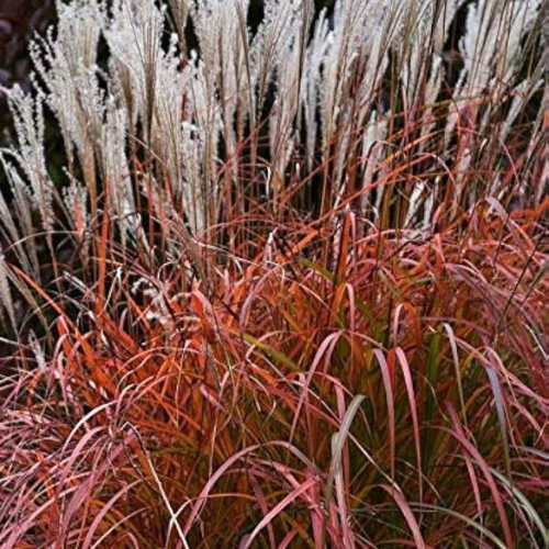Flame Grass