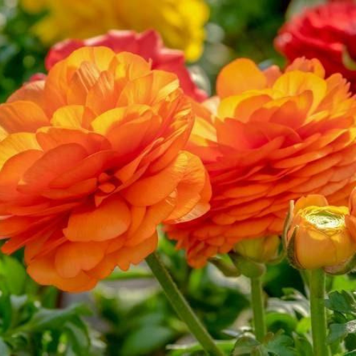 Ranunculus