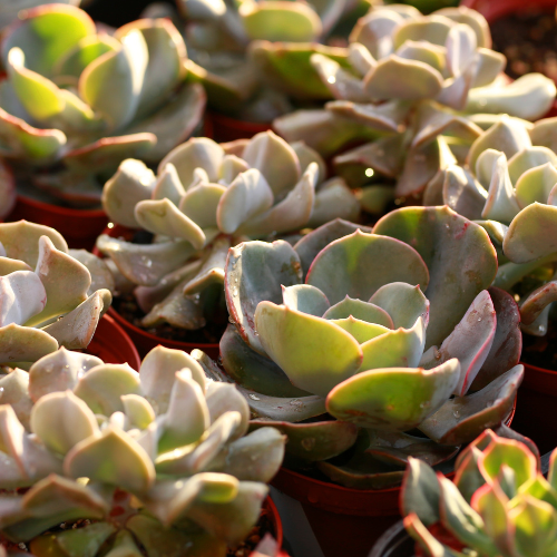 Echeveria