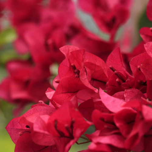 Bougainvillea V3
