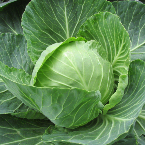 Cabbage