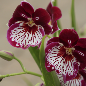 A close-up of orchids.