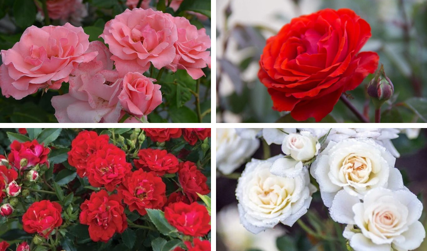 Tips on Growing Beautiful Roses