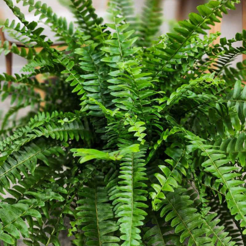Boston Fern