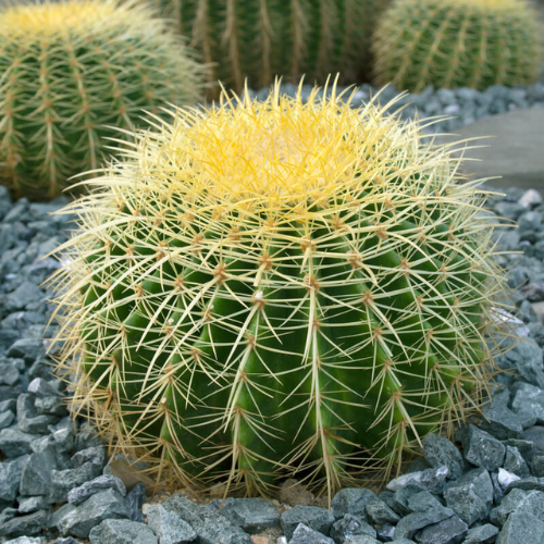  Enchinocactus