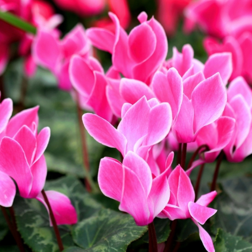 Cyclamen 