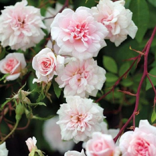 Cecile Brunner Rose