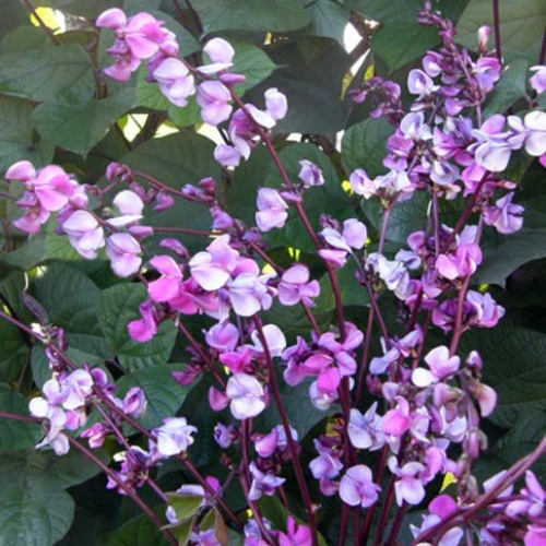 Hyacinth Bean