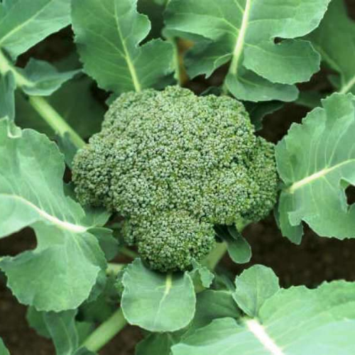 Broccoli