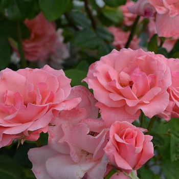 Roses