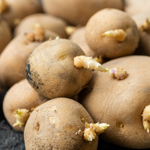 Seed Potatoes