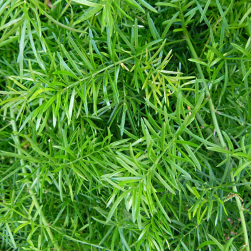 Asparagus Fern