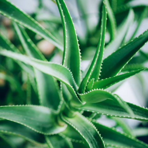 Aloe Vera