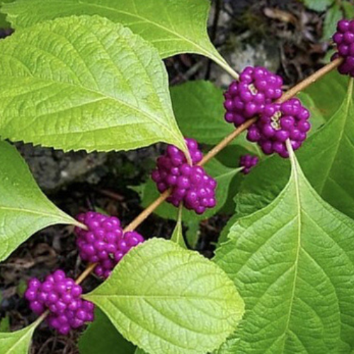American Beautyberry