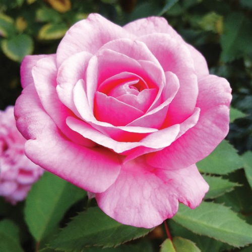  Belindas Dream Rose