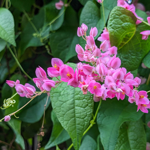 Coralvine