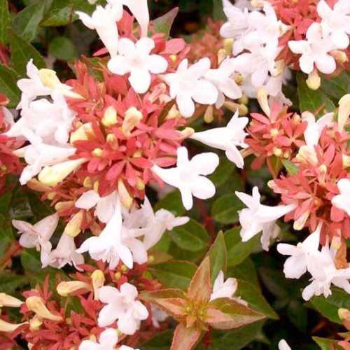 Abelia