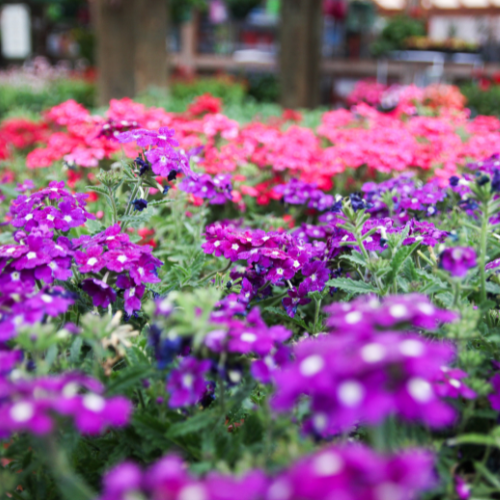 Verbena