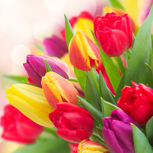Tulips