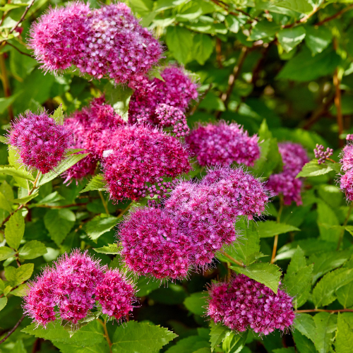 Spirea