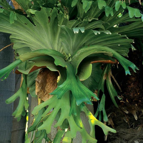 Staghorn Fern