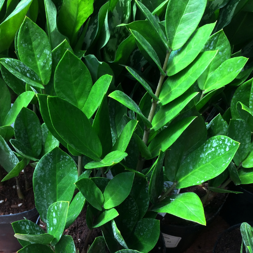 ZZ Plant
