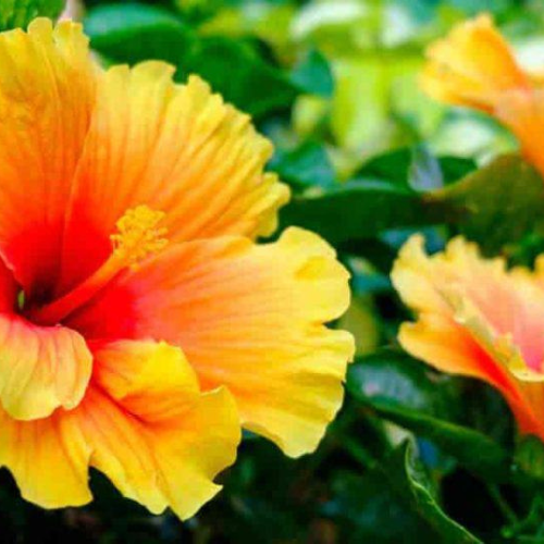 Hibiscus Yellow
