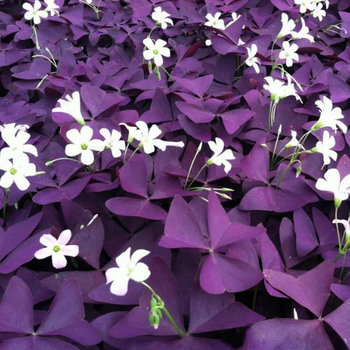 Perennials