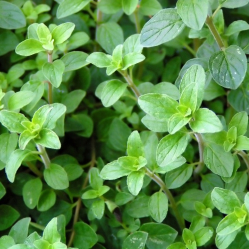 Oregano