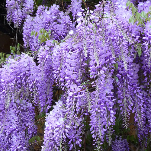 Wisteria