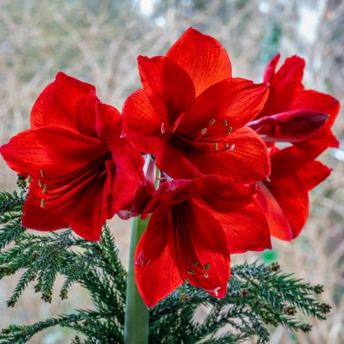 Amaryllis
