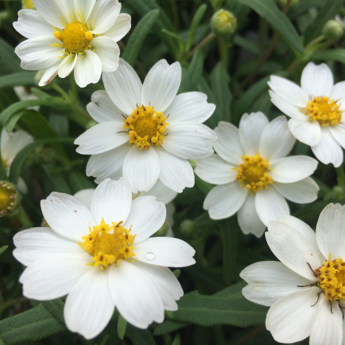 Blackfoot Daisy 