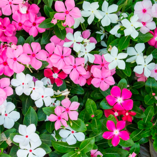 Vinca