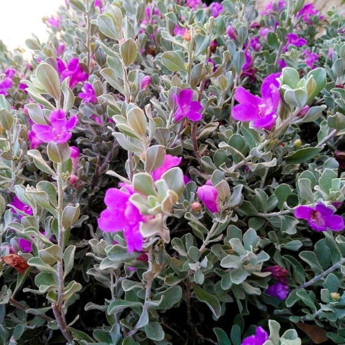 Texas Sage