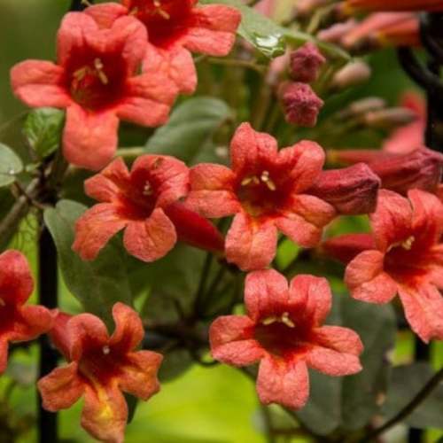Trumpet Vine