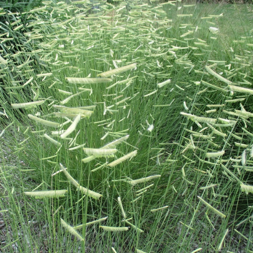 Blond Ambition Grass