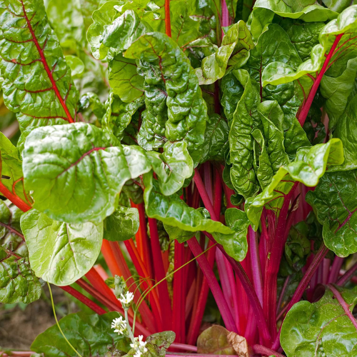 Swisschard