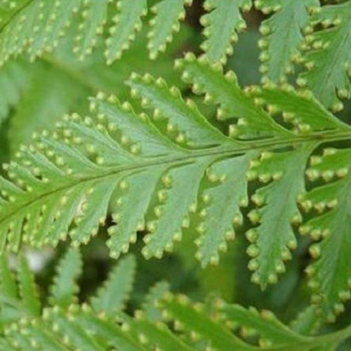 Rabbits Foot Fern