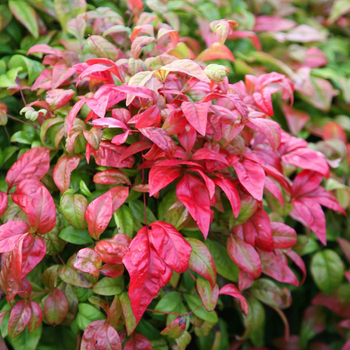 Shrubs 